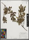 Foto von Salix waldsteiniana Willd.